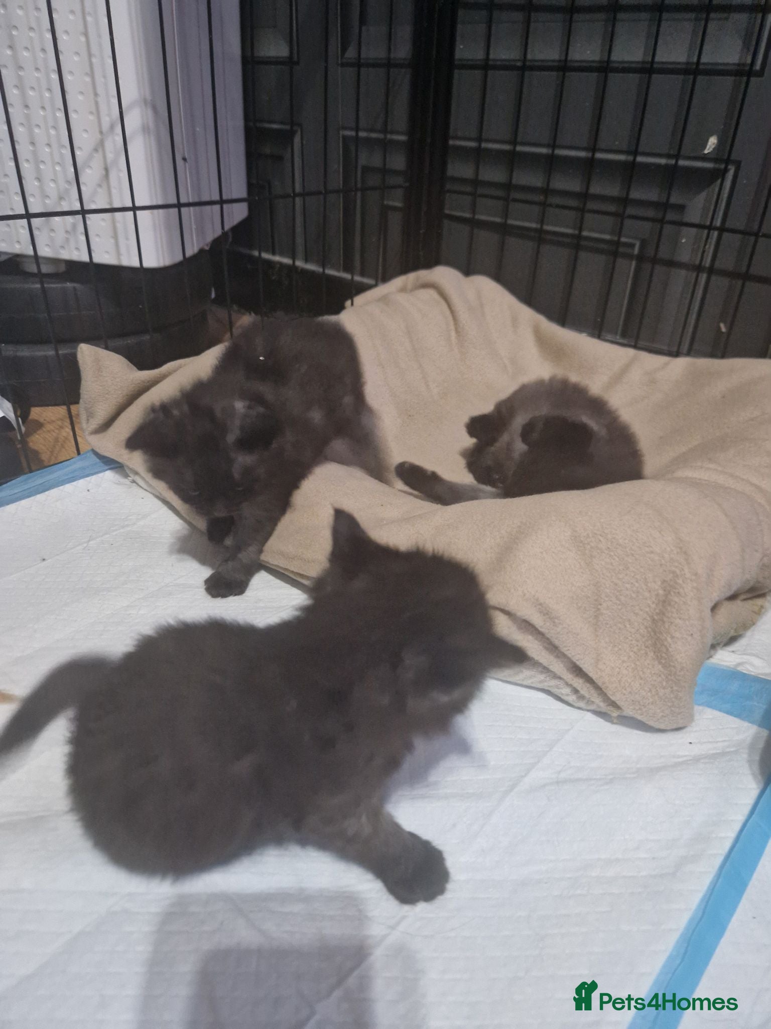 British Shorthair cats 3 Black/ghost tabby kittens - Advert 6