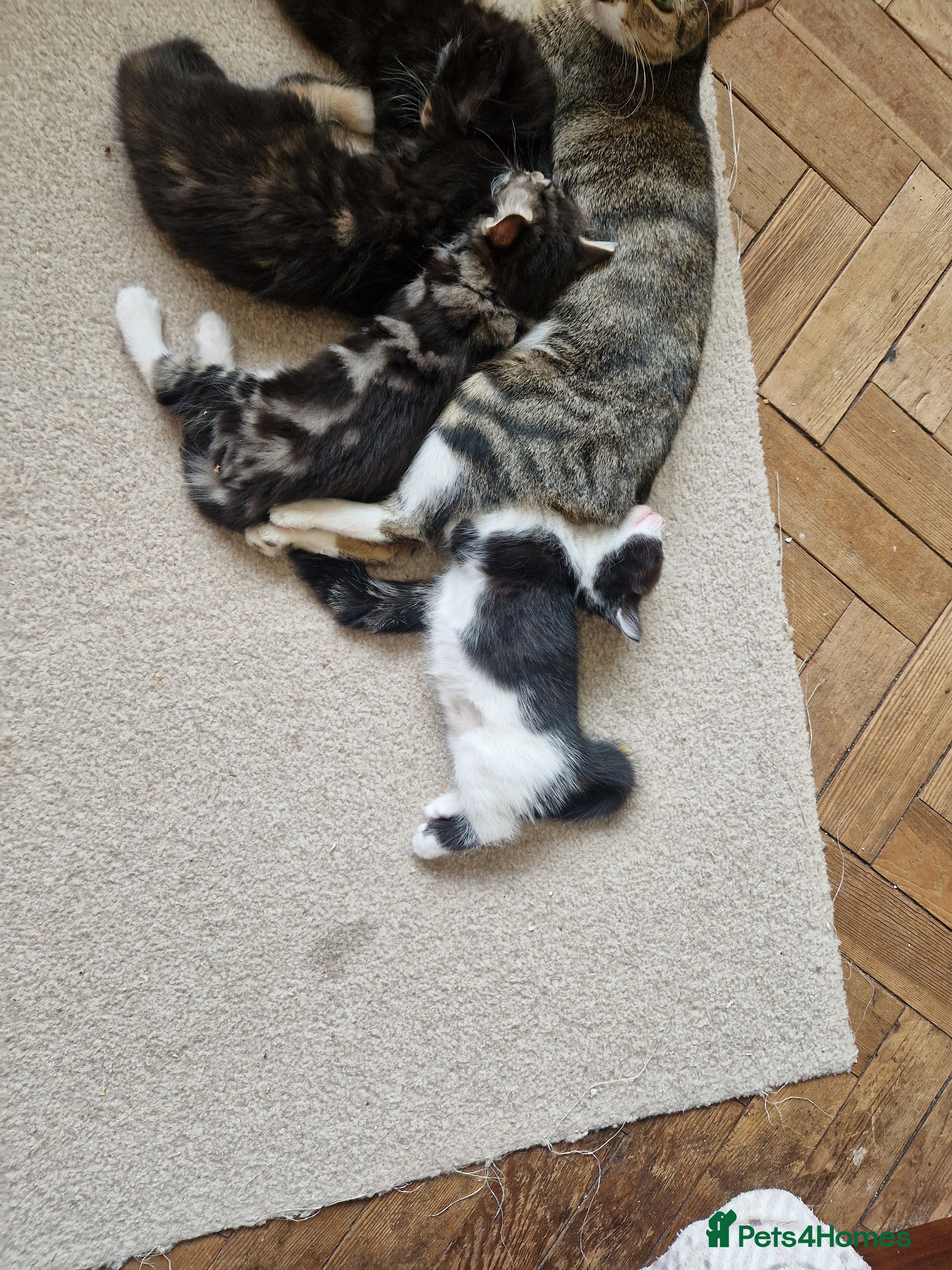 Mixed Breed cats for sale: 4 kitten  - Advert 13