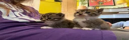 British Shorthair cats for sale: Five gorgeous soft kittens  - Advert 22