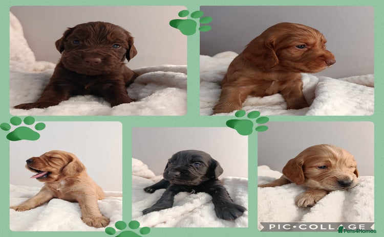 Cocker Spaniel dogs - Advert 1
