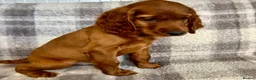 Irish Setter dogs for sale: Out standing litter of Irish setter puppies  - Advert 17
