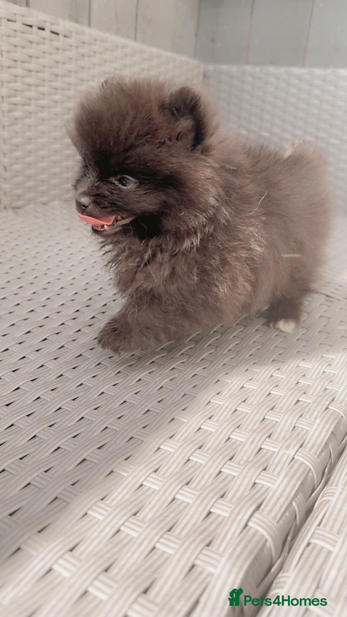 Pomeranian dogs Pomeranian puppies  - Advert 4