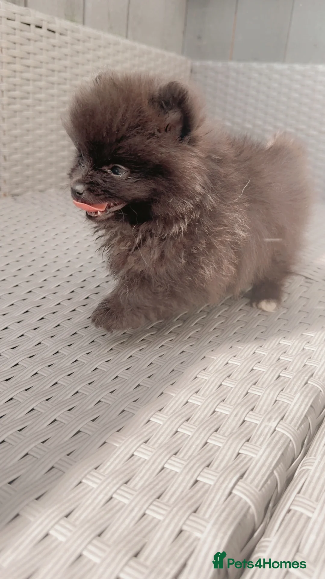 Pomeranian dogs for sale: Pomeranian puppies  - Advert 1