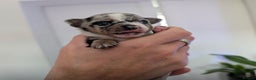 Chihuahua dogs for sale: Beautiful Merle Chihuahua Puppies 🐶  - Advert 25