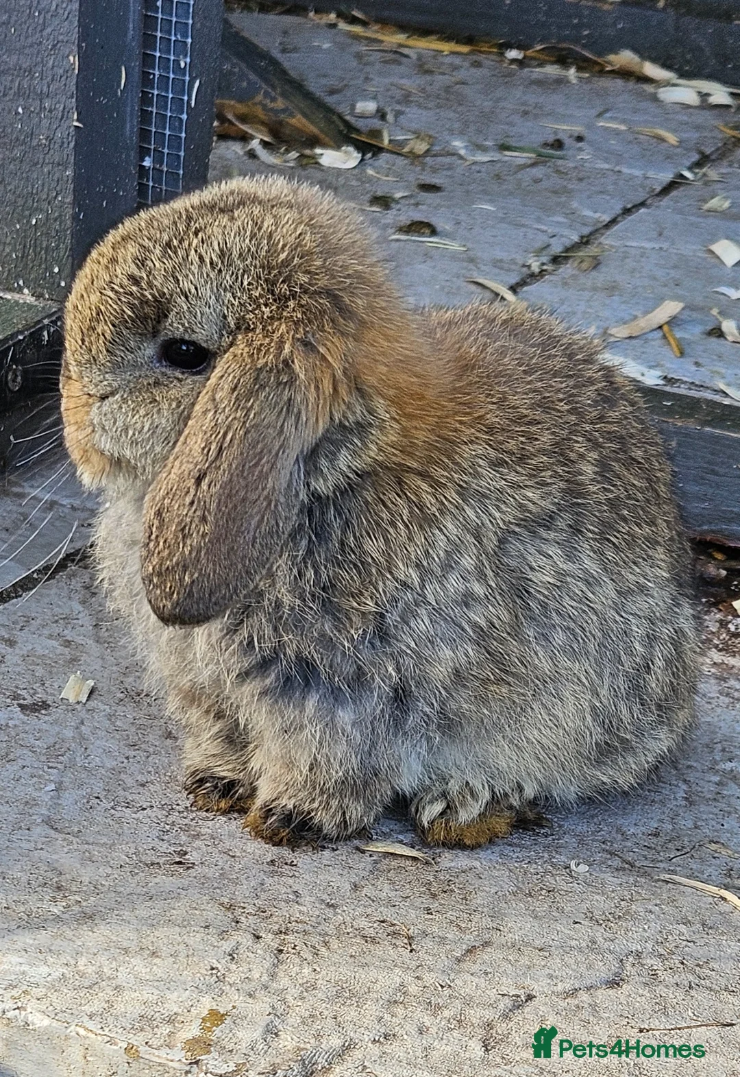 Mini Lop rabbits for sale: Mini Dwarf Lops in Newport-on-Tay - Advert 1