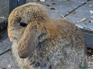 Mini Lop rabbits Mini Dwarf Lops - Advert 2