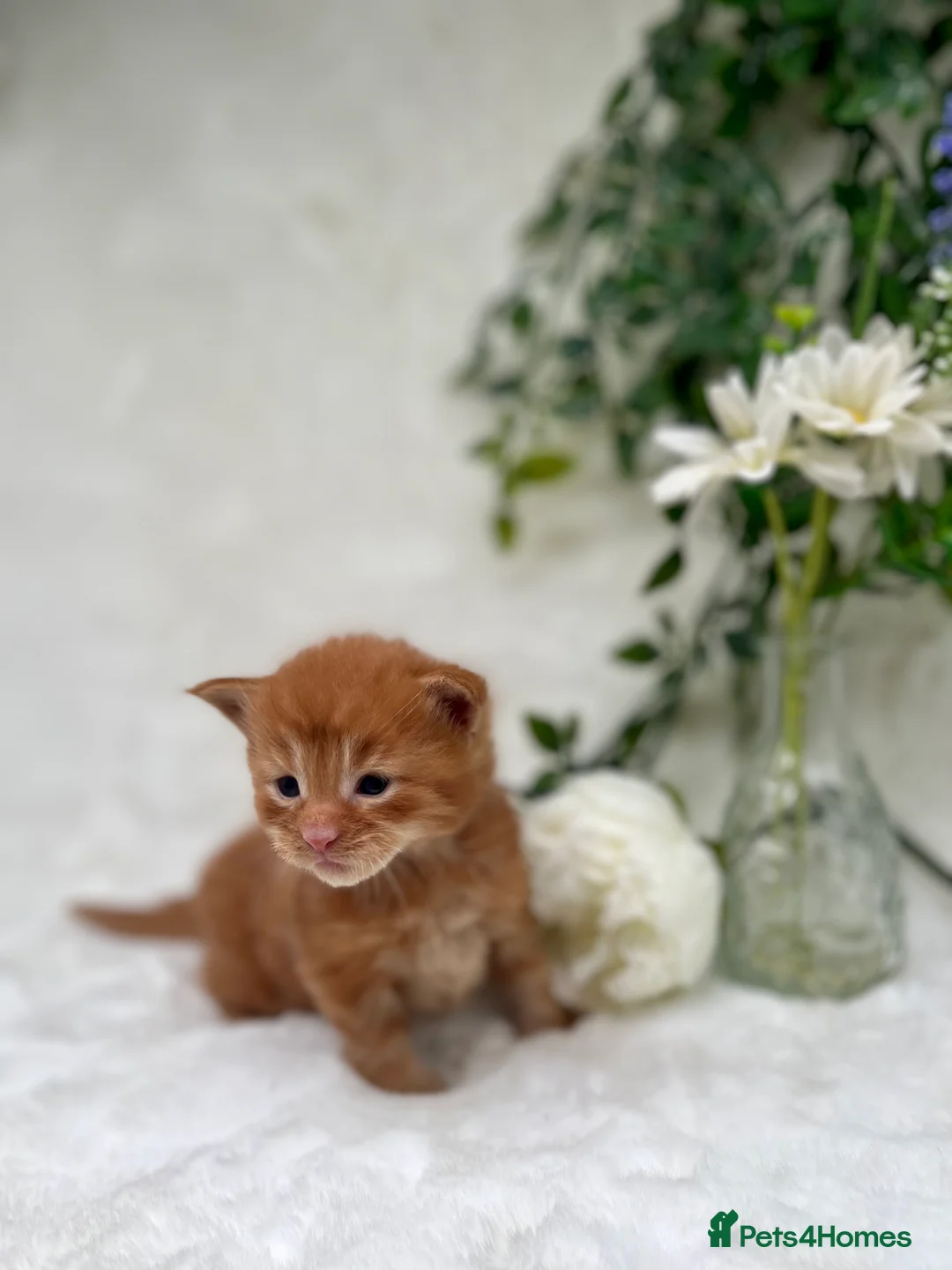 Maine Coon cats for sale: Beautiful Tica Maine Coon kittens - Advert 1