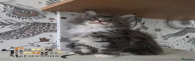 Maine Coon 1 
