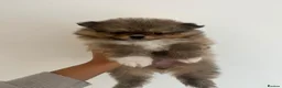 Pomeranian dogs for sale: Minature teddy Poms  - Advert 2