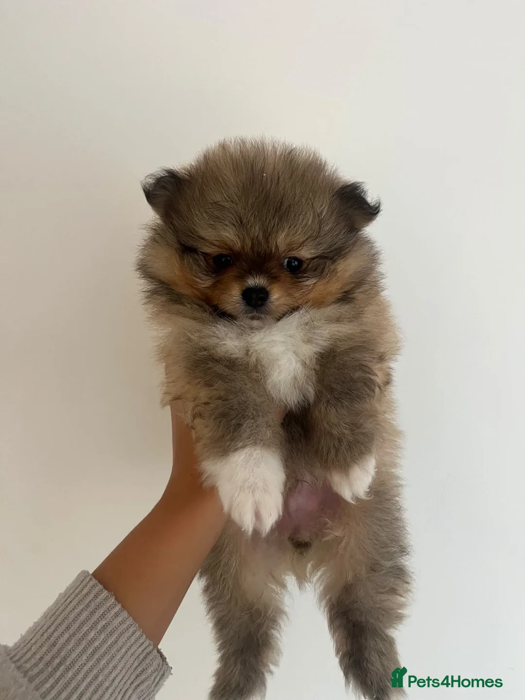 Pomeranian dogs for sale: Minature teddy Poms  - Advert 2