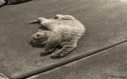 British Shorthair cats for stud: Cat for stunning in Rugby - Image 17