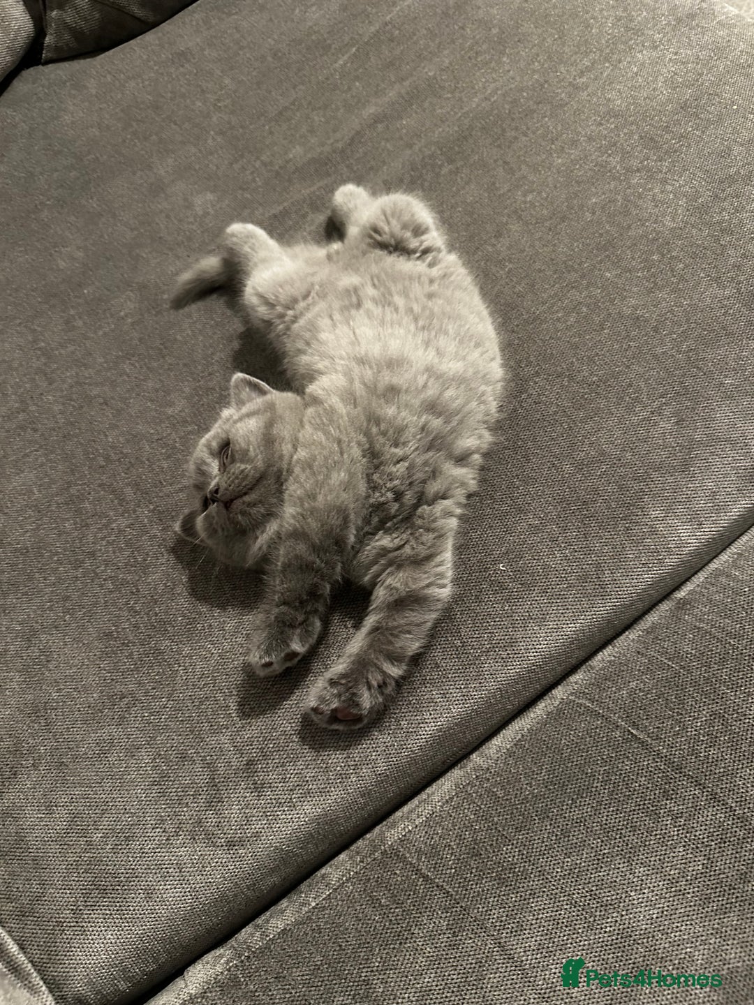 British Shorthair cats for stud: Cat for stunning in Rugby - Image 17