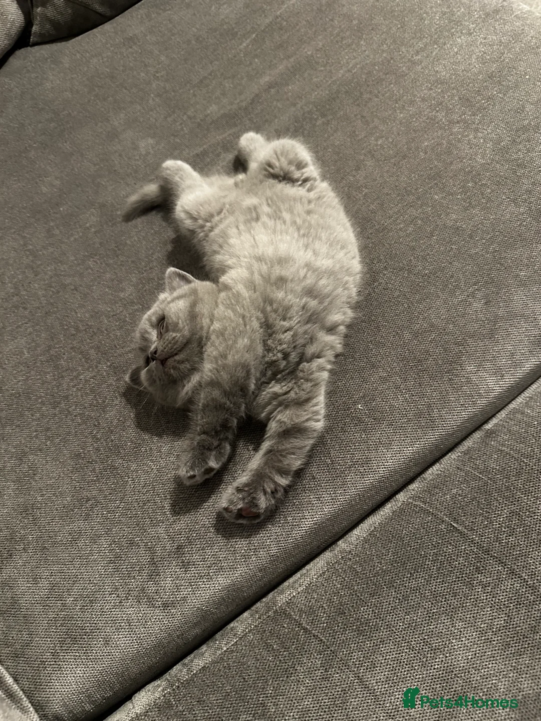 British Shorthair cats for stud: Cat for stunning in Rugby - Advert 17