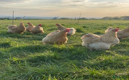 Mixed Breed birds for sale: Point of lay Hens & Pullets – VARIOUS BREEDS 🦚  - Image 12