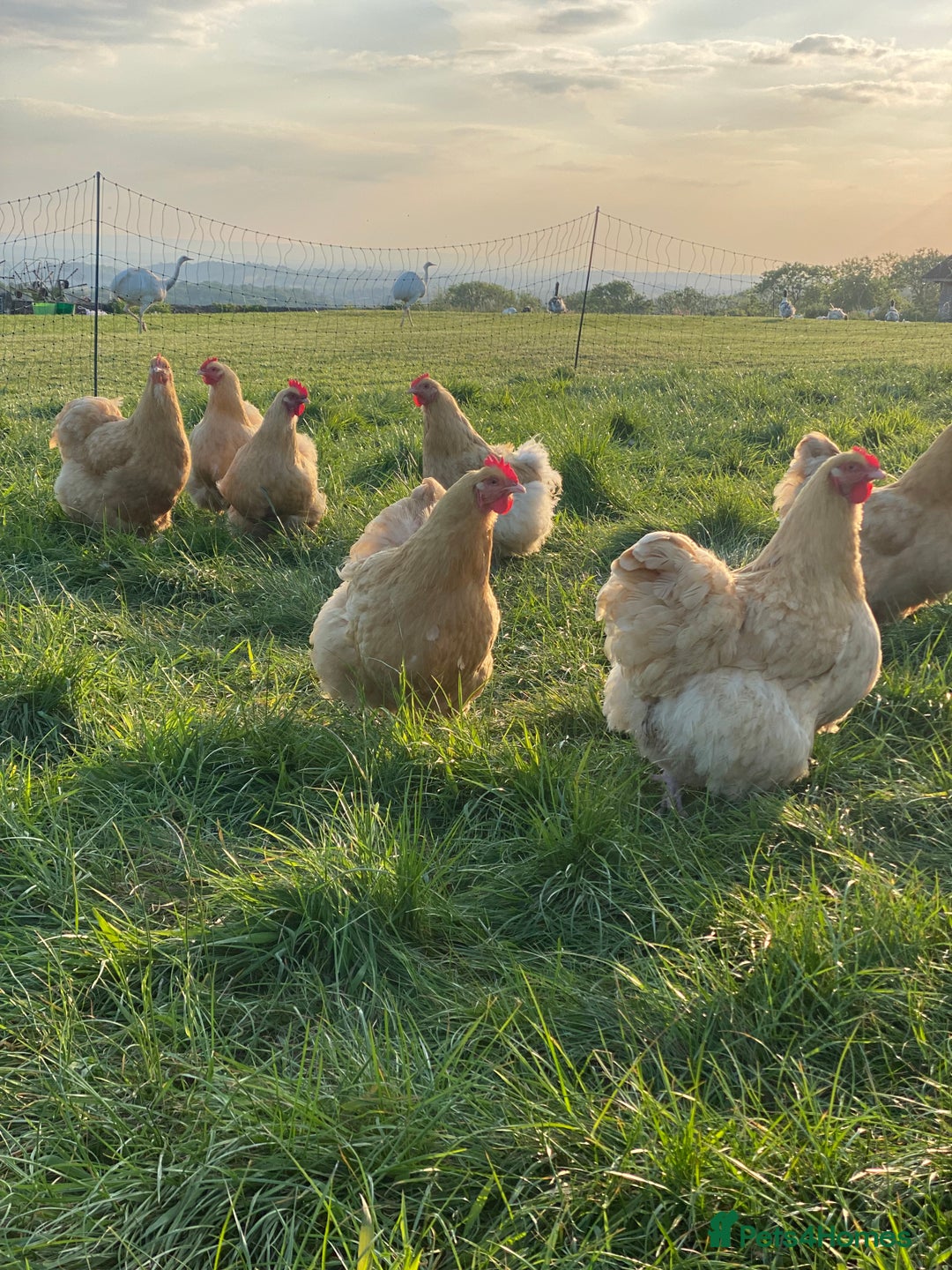 Mixed Breed birds for sale: Point of lay Hens & Pullets – VARIOUS BREEDS 🦚  - Image 12