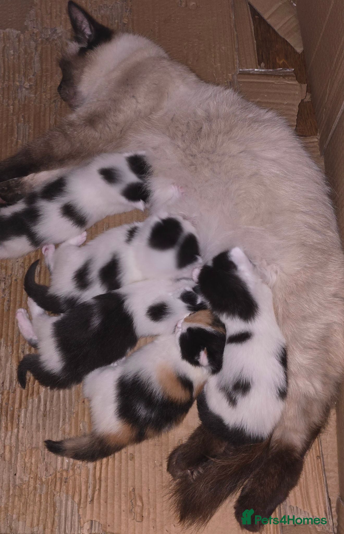 Mixed Breed cats Blk/wh kittens short & semi longhaired East London - Advert 4