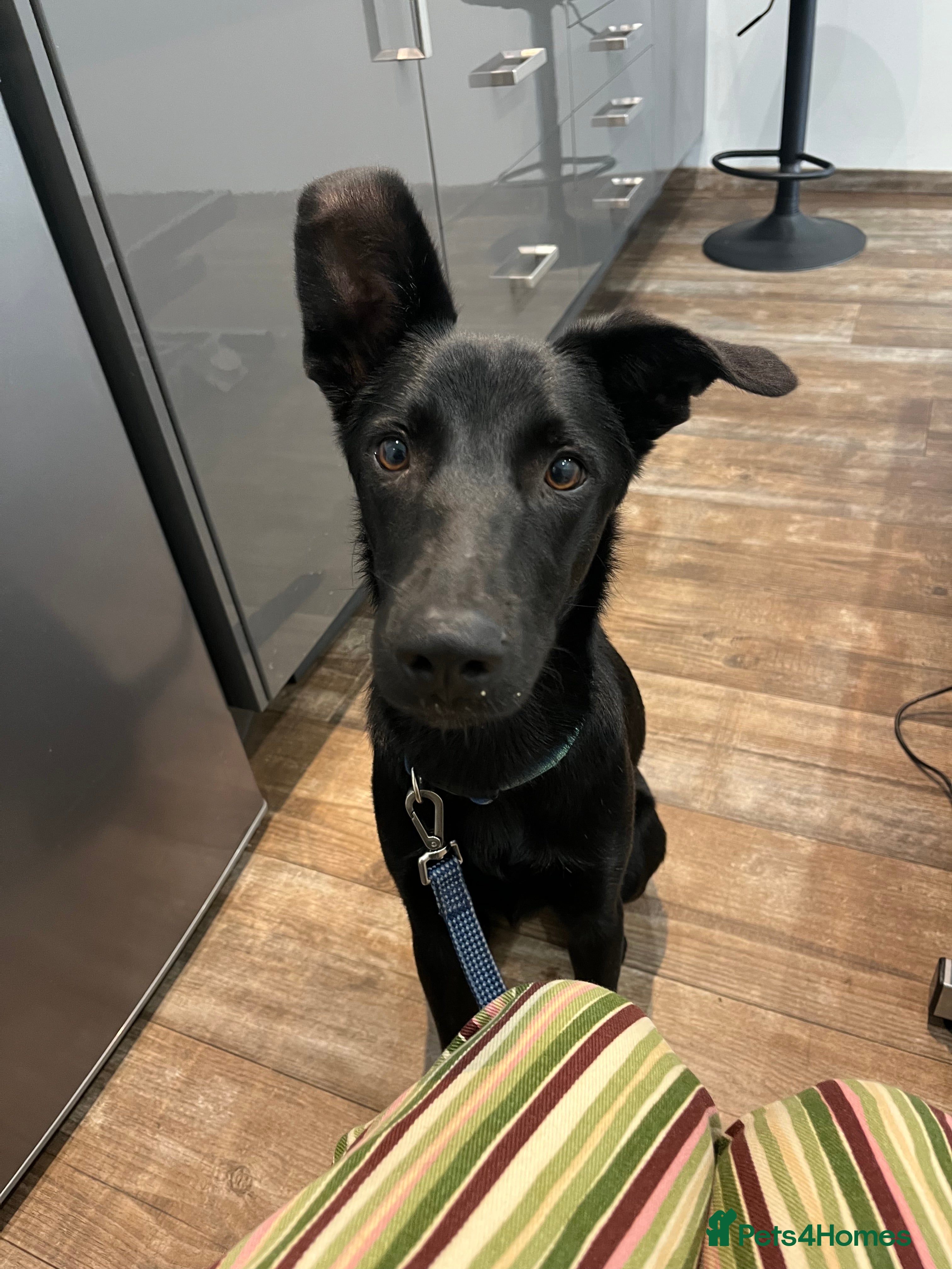 Mixed Breed dogs Moroccan Puppy  - Advert 6