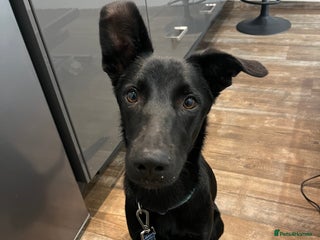 Mixed Breed dogs - Advert 35