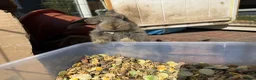 French Lop rabbits for sale: Male and female French lop babies forsale  - Advert 11