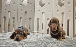Dachshund dogs for sale: Dachshund puppies🐶  - Image 1