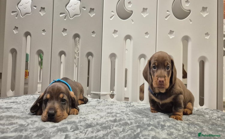 Dachshund dogs - Advert 1
