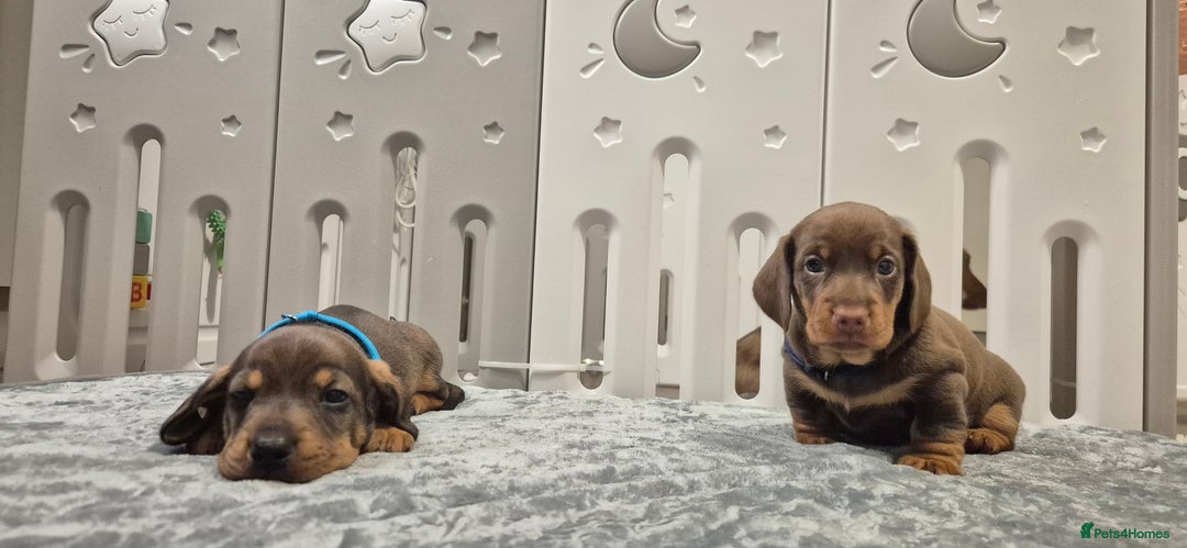 Dachshund dogs for sale: Dachshund puppies🐶  - Image 1