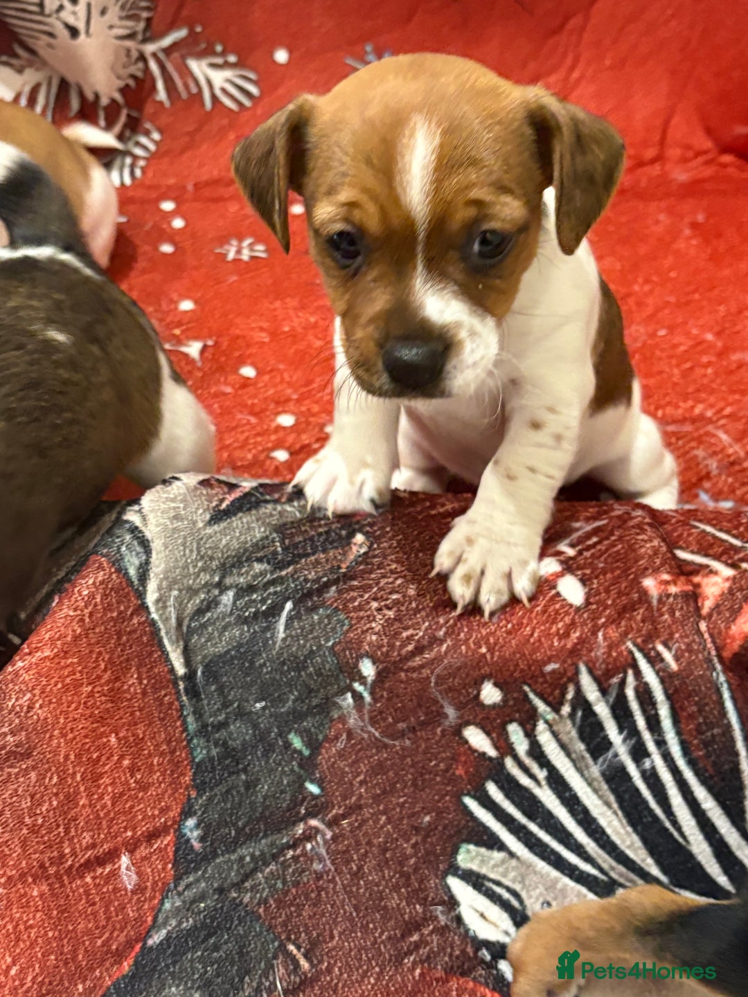 Jack Russell dogs for sale: 6 striking puppies  - Advert 9