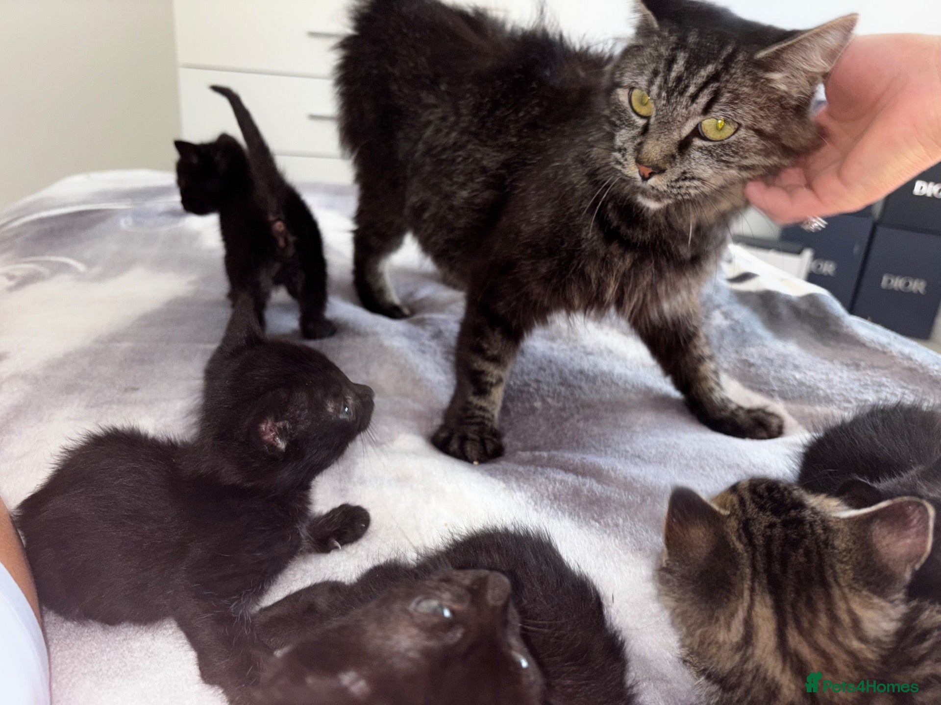 Mixed Breed cats Mixed breed kittens - Advert 15