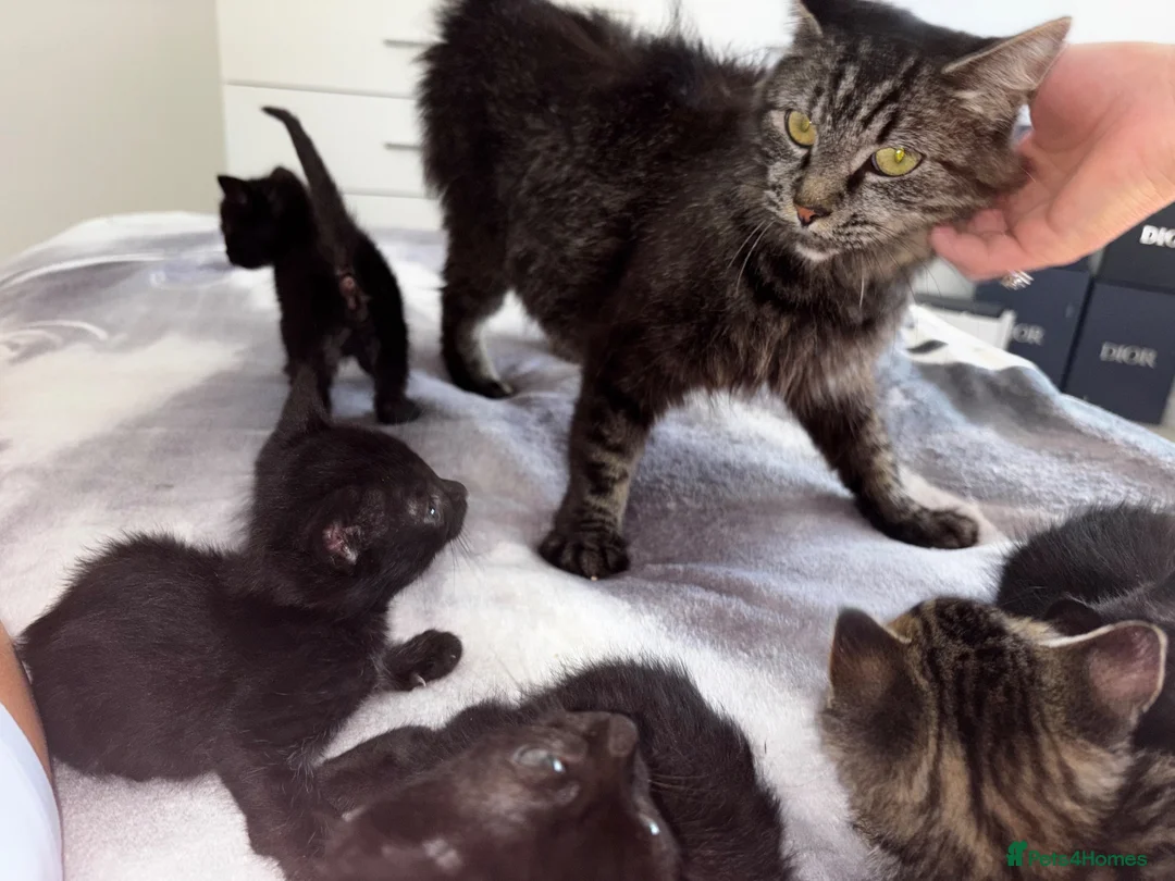 Mixed Breed cats for sale: Mixed breed kittens in Huntingdon - Advert 1