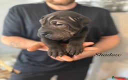 Shar Pei dogs for sale: 2 boys left full shar pei - Image 10