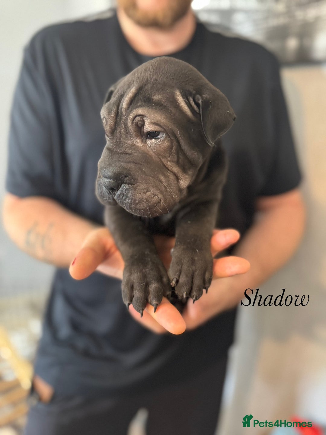 Shar Pei dogs for sale: 2 boys left full shar pei - Image 10