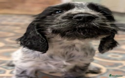 Cocker Spaniel dogs for sale: Show Cocker Pups - Image 7
