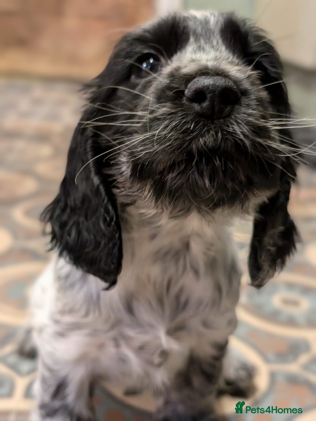 Cocker Spaniel dogs for sale: Show Cocker Pups - Image 7