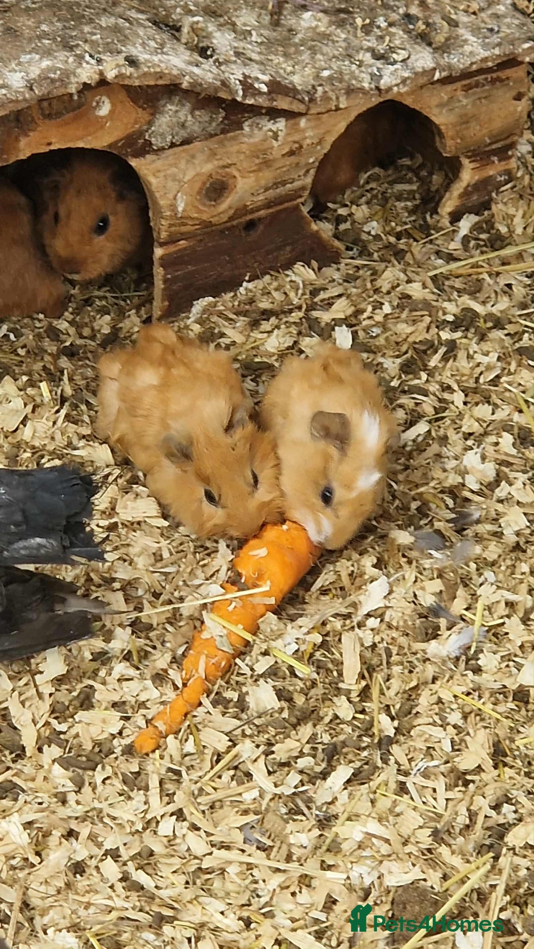 Guinea Pig rodents for sale: guinea pigs for sale - Image 9