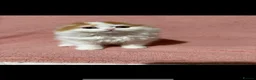 Scottish Fold cats for sale: Beautiful Scottish Fold × Long-Haired Mix Kittens  - Advert 5