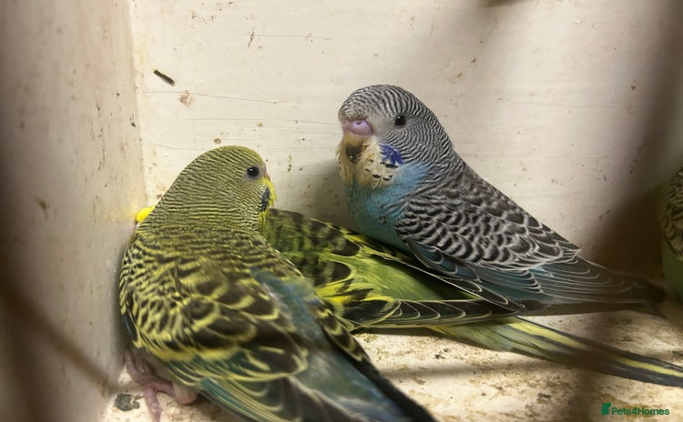 Budgerigars birds - Advert 2