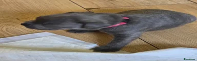 Mixed Breed Puppy 6 pink