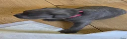 Mixed Breed dogs for sale: Staffordshire bull terrier x cane corso - Advert 12
