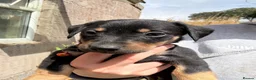 Mixed Breed dogs for sale: Dachshund X border collie - Advert 20