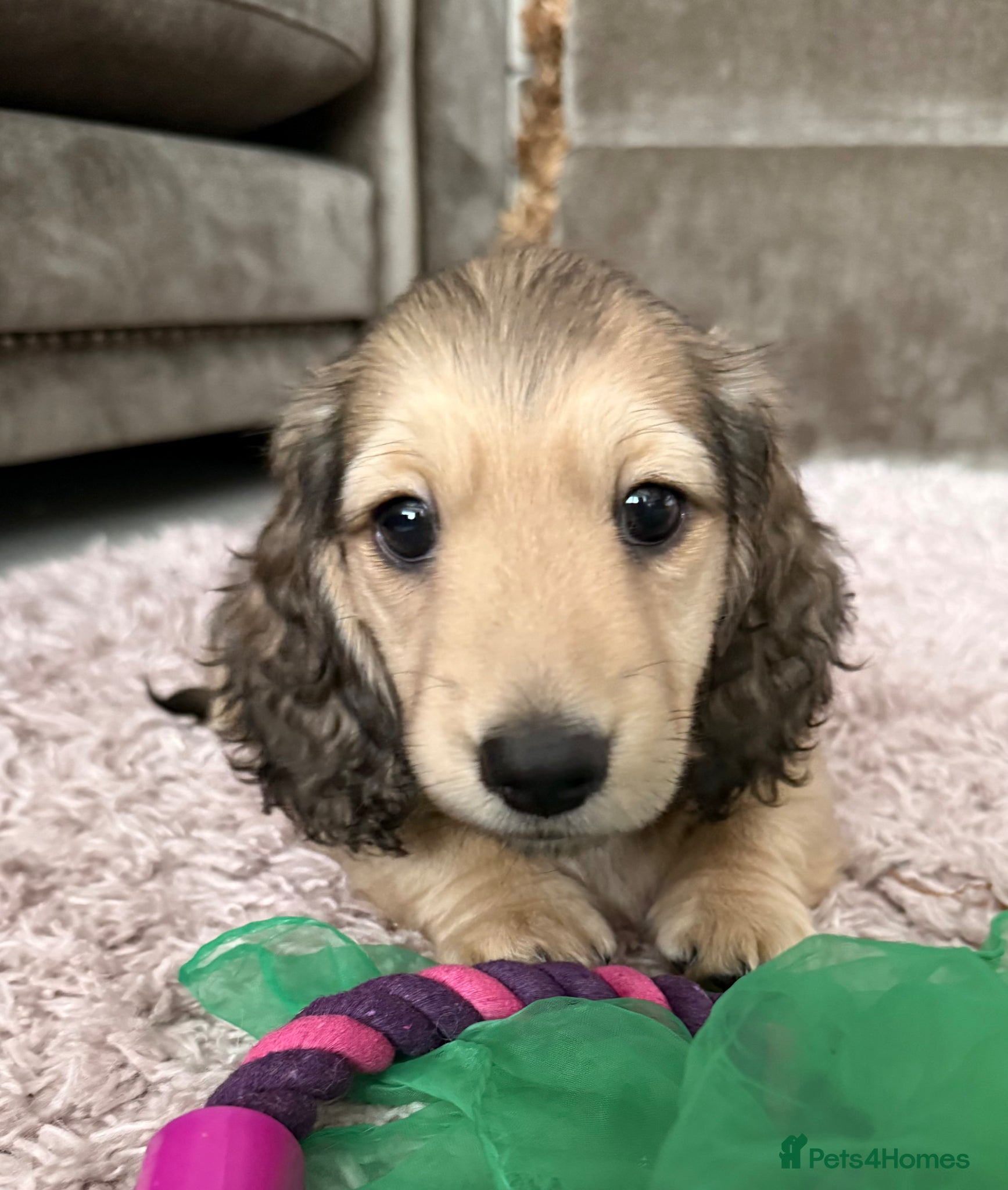 Miniature Dachshund dogs 5 star Licensed family Breeder Shaded Creams - Advert 14