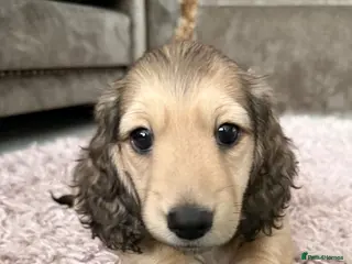 Miniature Dachshund dogs 5 star Licensed family Breeder Shaded Creams - Advert 14