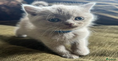 Scottish Fold cats - Advert 3