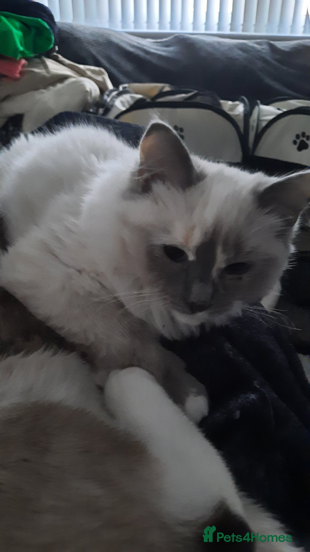 Ragdoll cats for sale:  Ragdoll Tortie - Advert 9