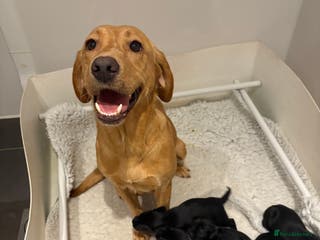 Springador dogs Springerdor Puppies - Advert 4