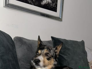 Welsh Collie dogs Tri colour merle collie - Advert 5