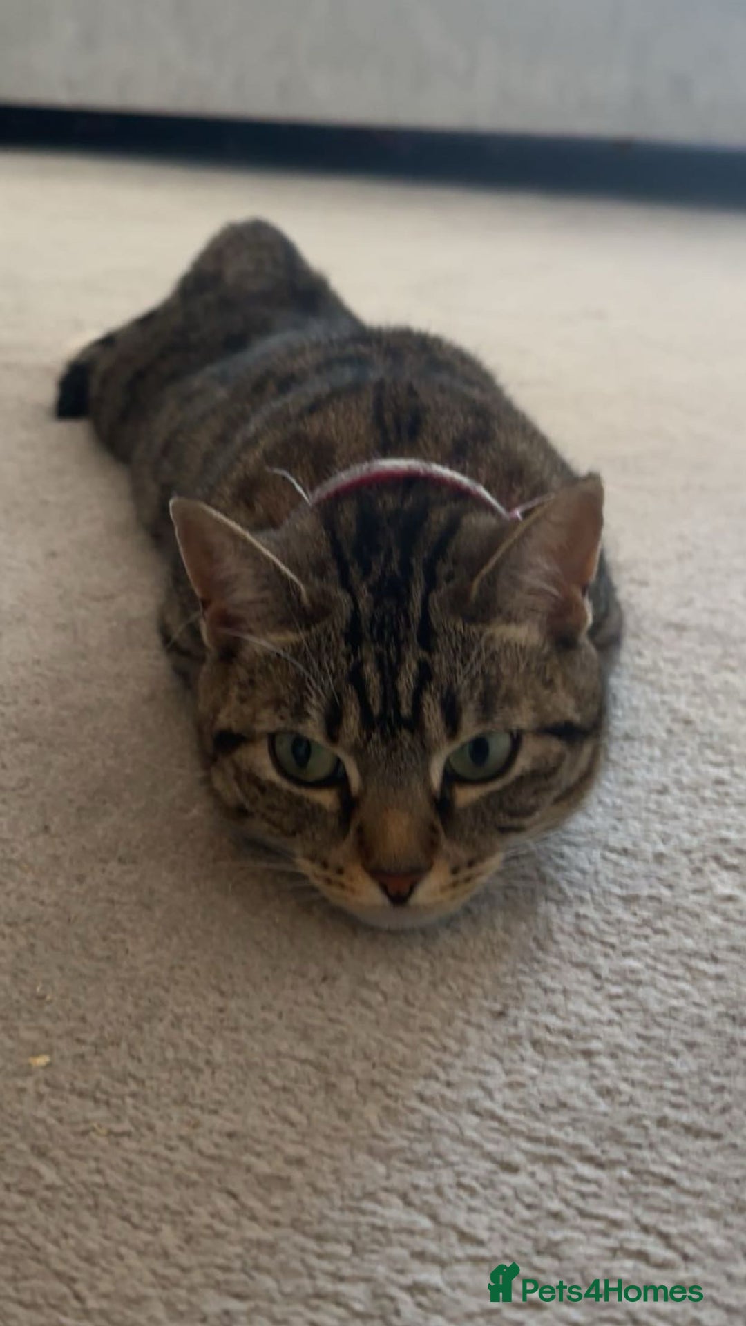 Bengal cats for sale: ✨ Loving Home Wanted for Beautiful Bengal-Tabby ✨ - Image 1
