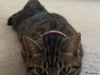 Bengal cats for sale - Advert 1