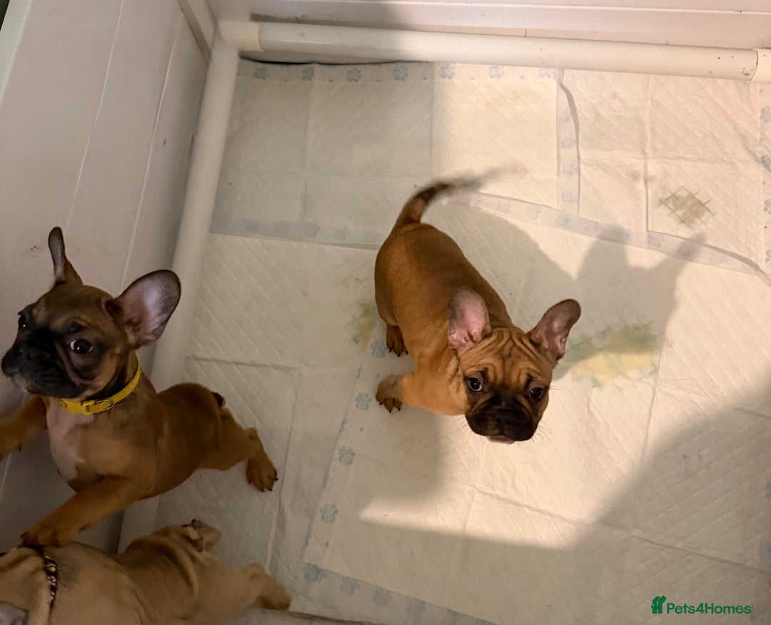 French Bulldog dogs for sale: READY NOW🐾 4 beautiful girls  - Advert 16
