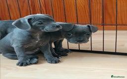 Mixed Breed dogs for sale: Pretty little girls  - Image 11