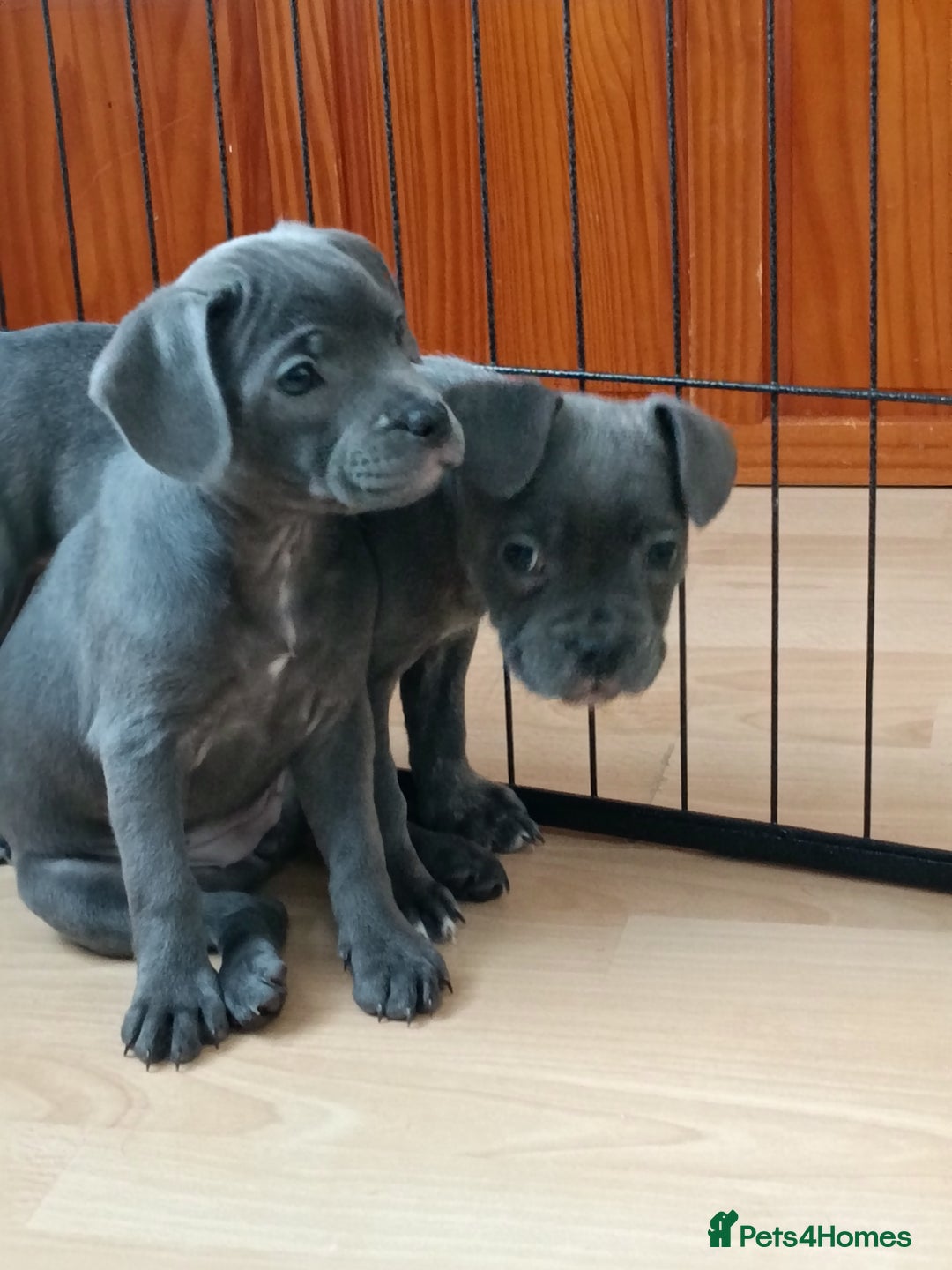 Mixed Breed dogs for sale: Pretty little girls  - Image 11